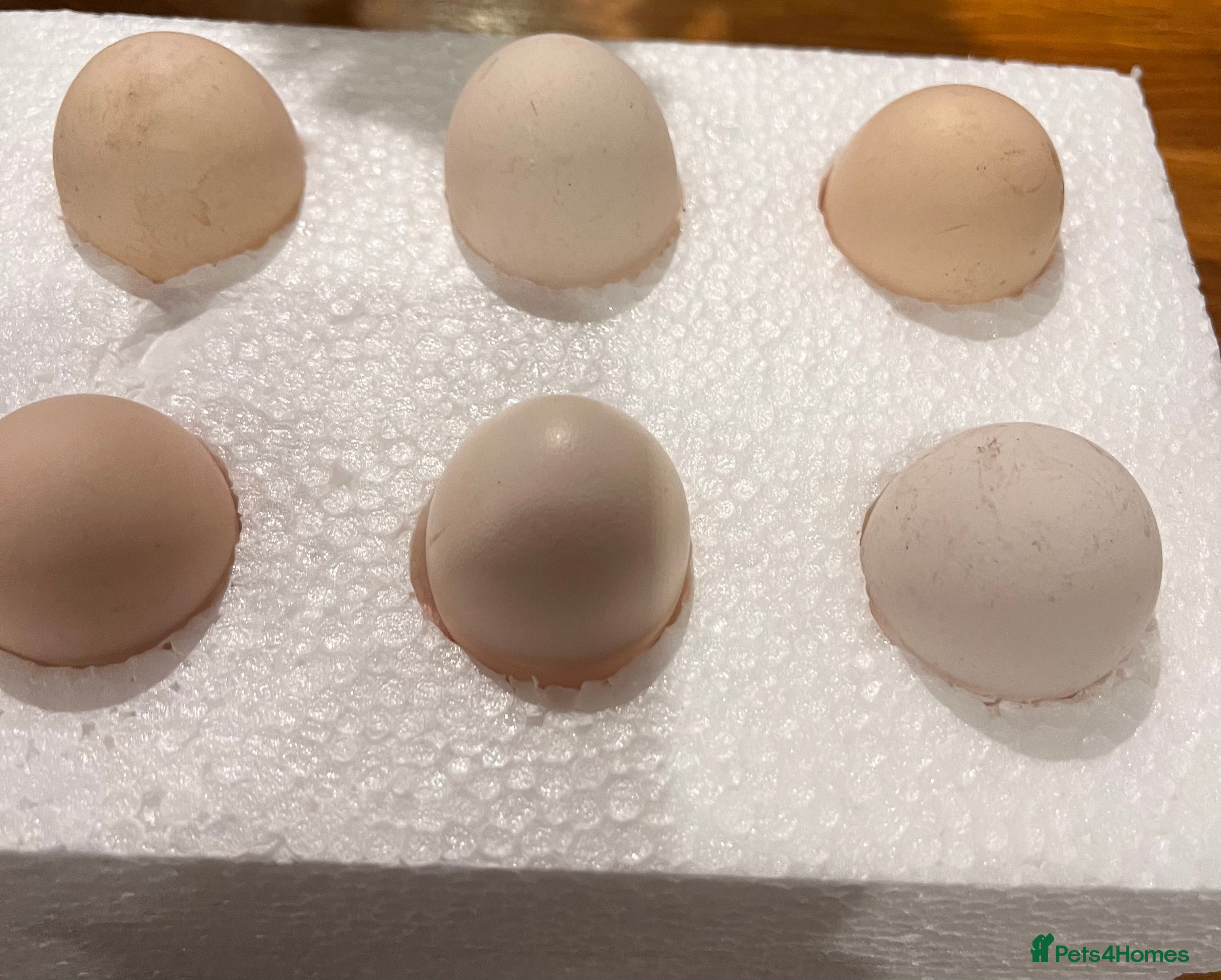 Chickens poultry Quality Pekin Hatching Eggs excellent fertility  - Advert 1