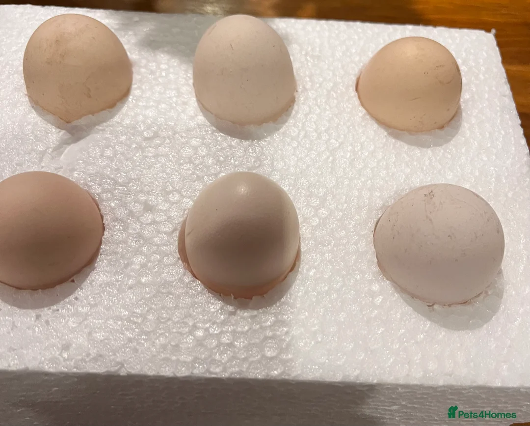 Chickens poultry for sale: Quality Pekin Hatching Eggs excellent fertility  - Advert 1