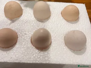 Chickens poultry Quality Pekin Hatching Eggs excellent fertility - Advert 9