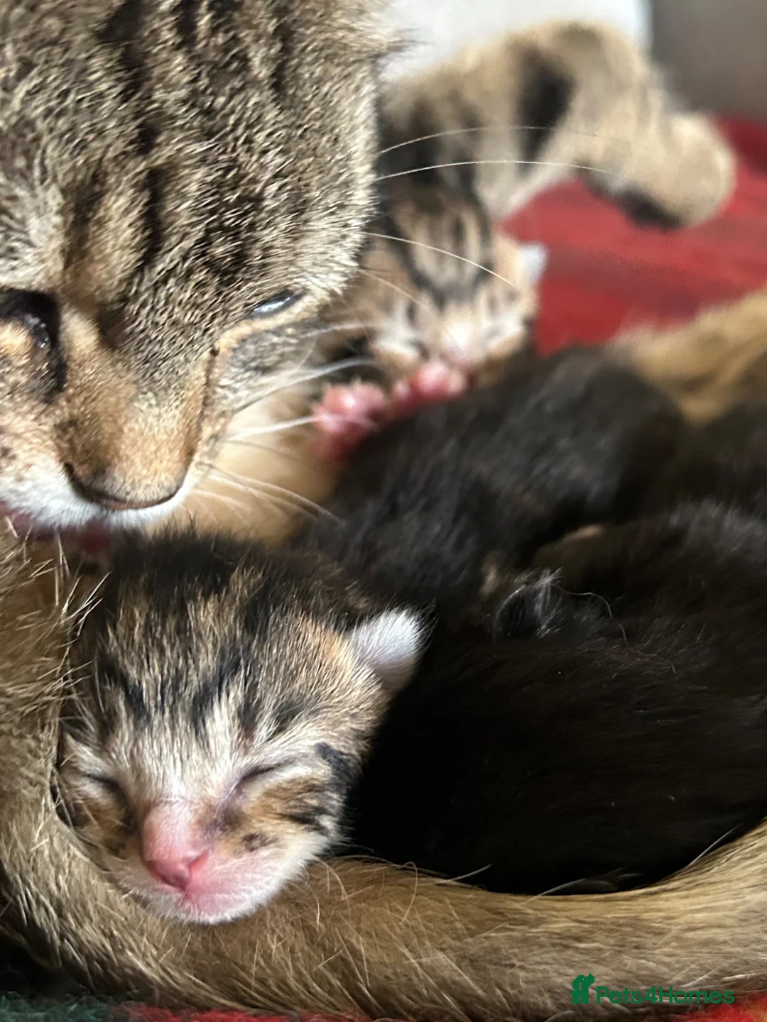 Mixed Breed cats for sale: Beautiful kittens x 3  - Advert 8