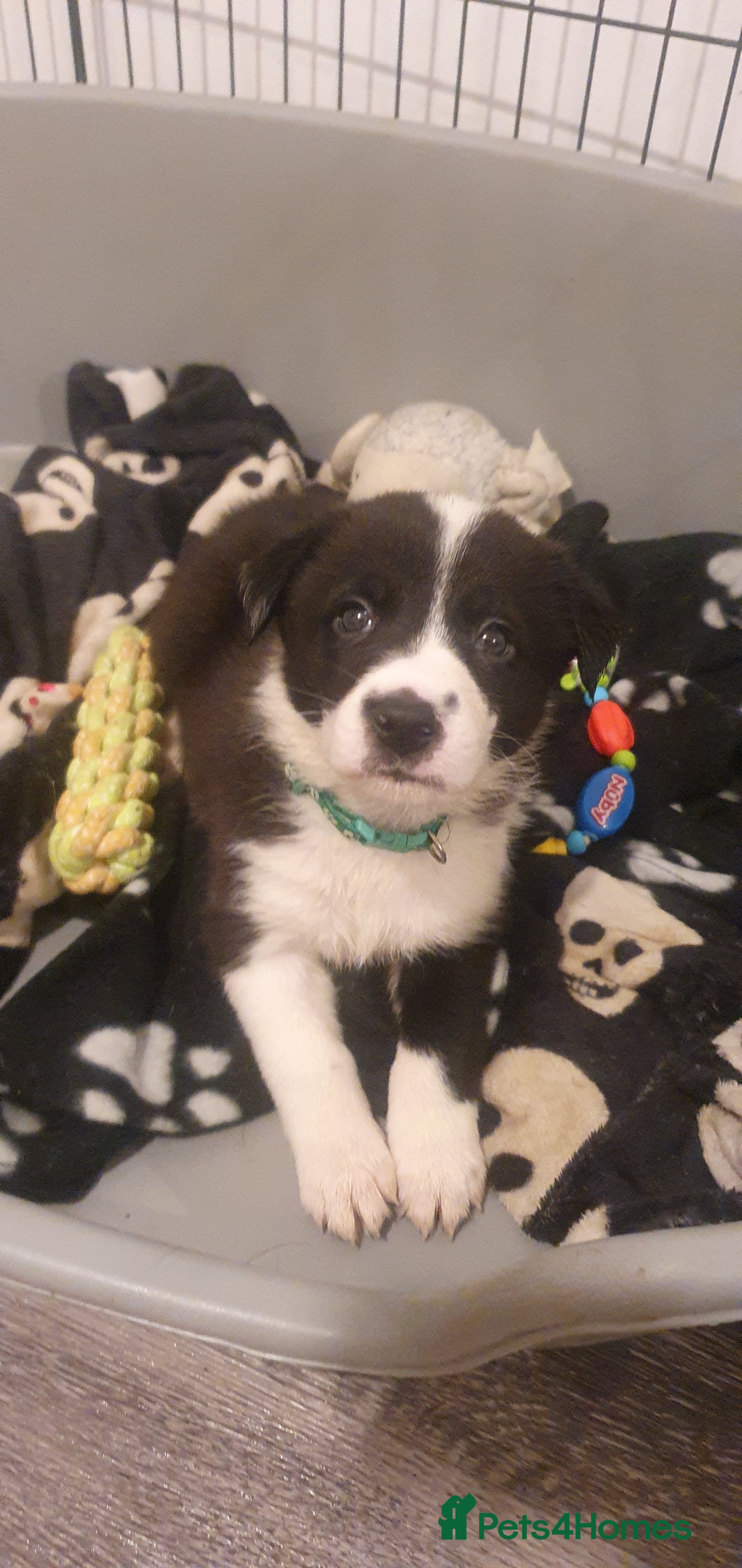 Border Collie dogs Border Collie puppies - Advert 16