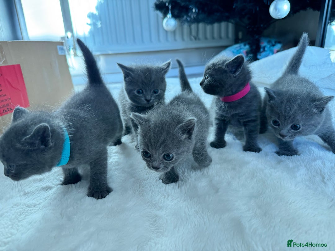 Russian Blue cats for sale: ✨ Russian Blue x British Shorthair Kittens ✨ - Advert 9
