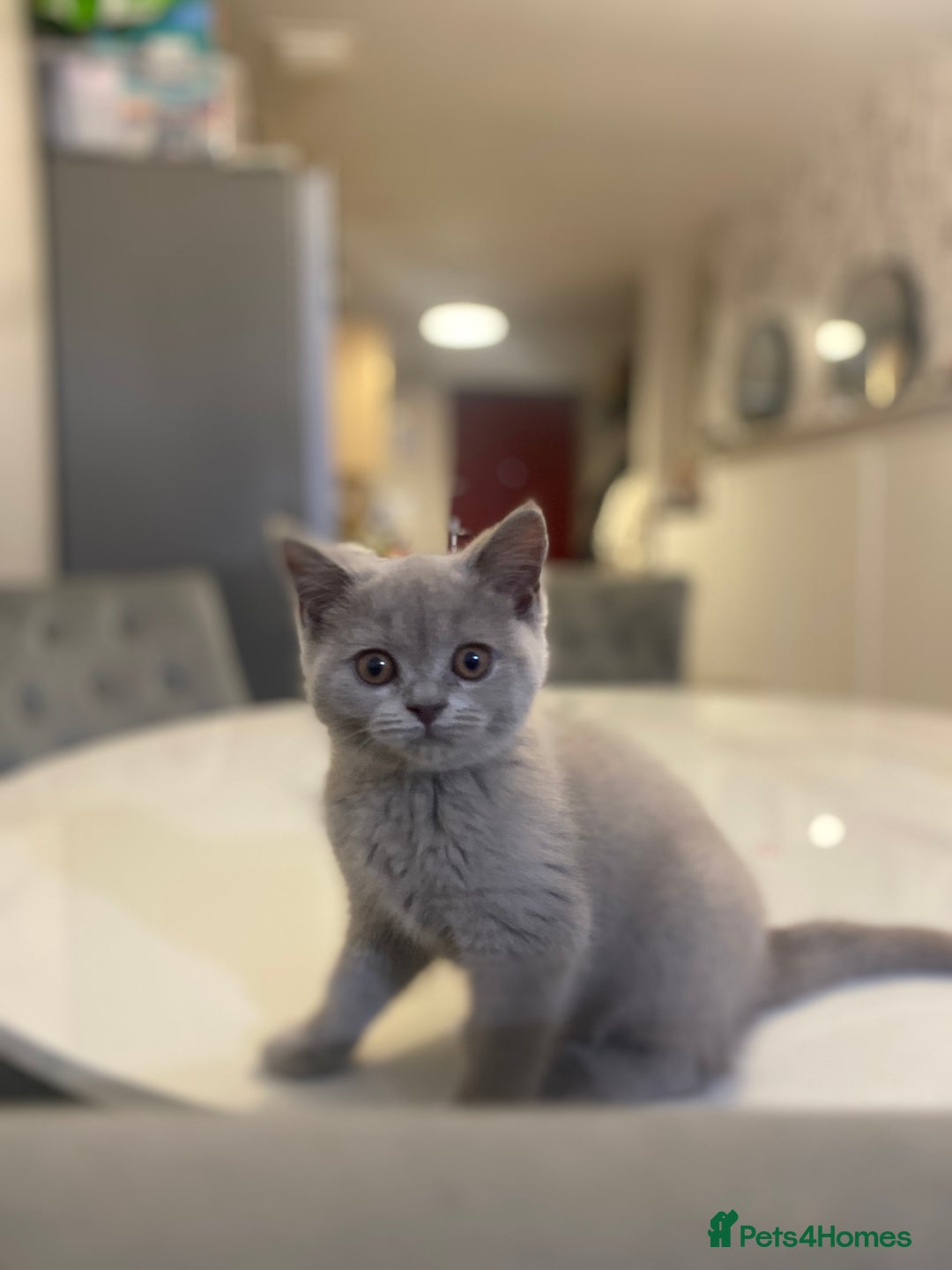 British Shorthair cats for sale: 👑ROYALBLESS STUNNING LILAC BRITISH SHORTHAIR  - Image 36