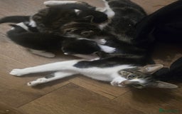 Domestic Shorthair cats for sale: 3 x Cute balls of fluff - Image 4