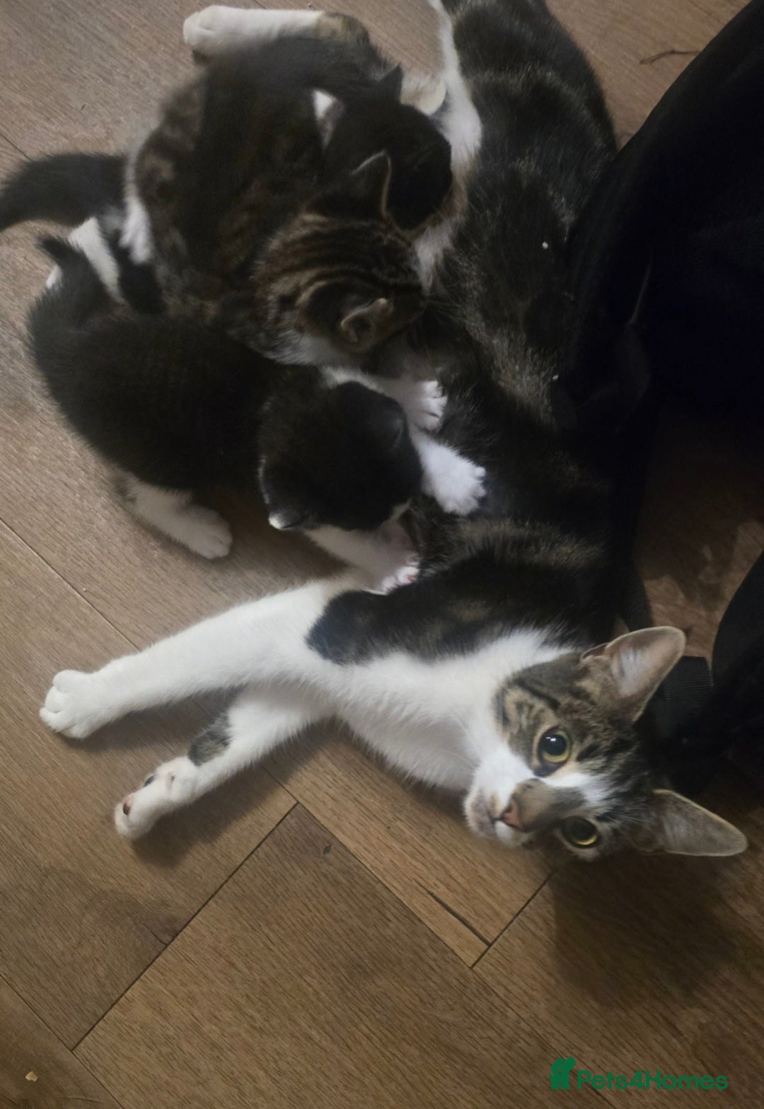 Domestic Shorthair cats for sale: 3 x Cute balls of fluff - Image 4