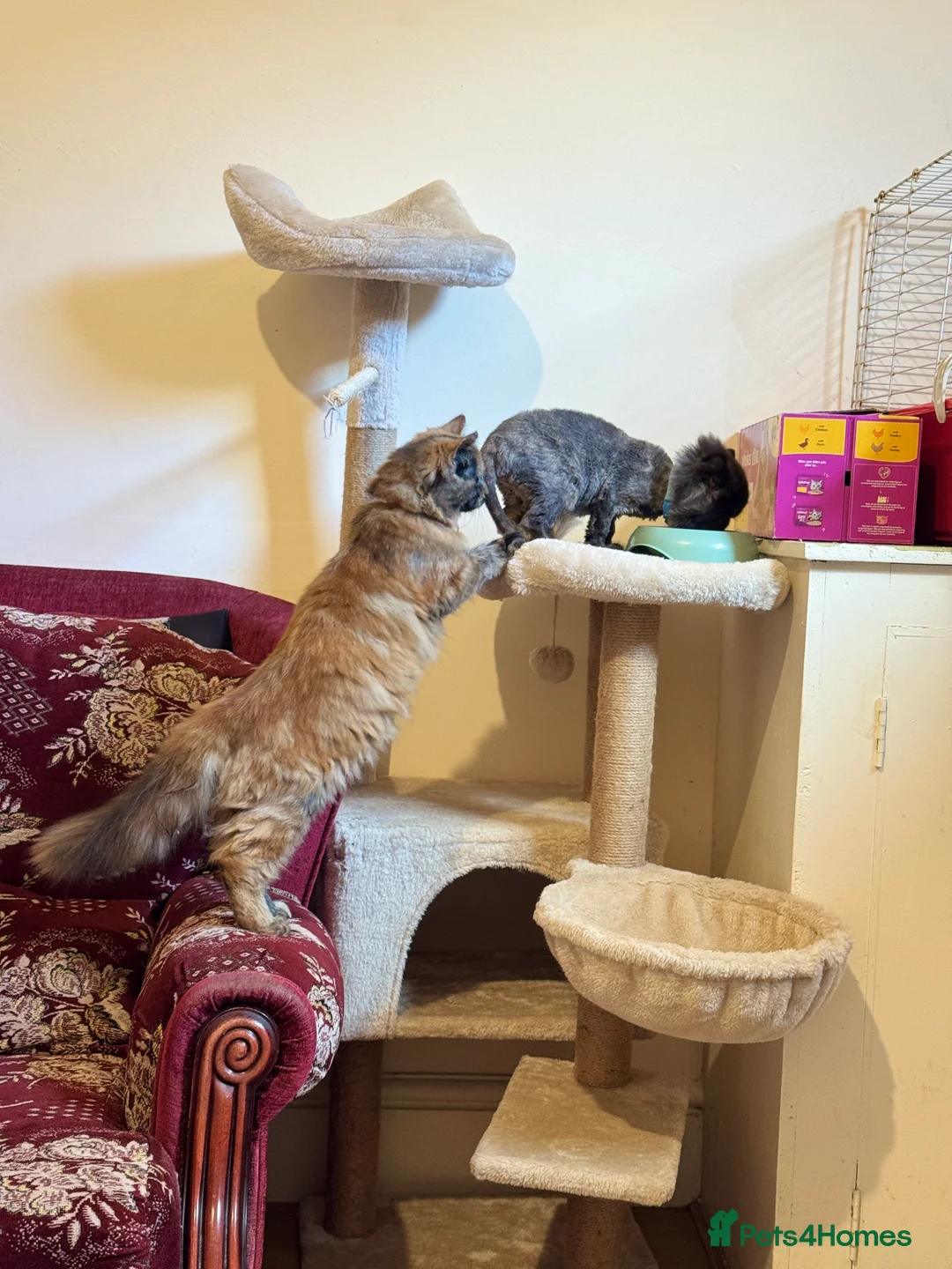 Persian cats for sale: 1 year old Females  - Advert 7