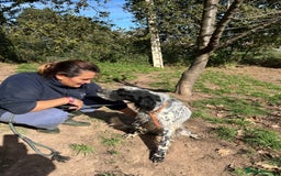 English Setter dogs for adoption: Nahi  - Image 8