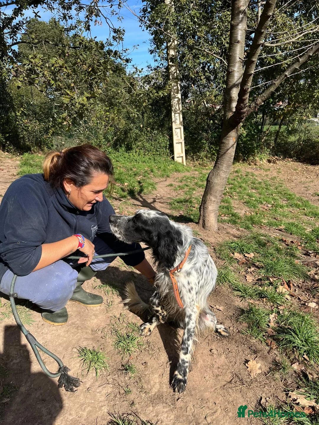 English Setter dogs for adoption: Nahi  - Advert 8