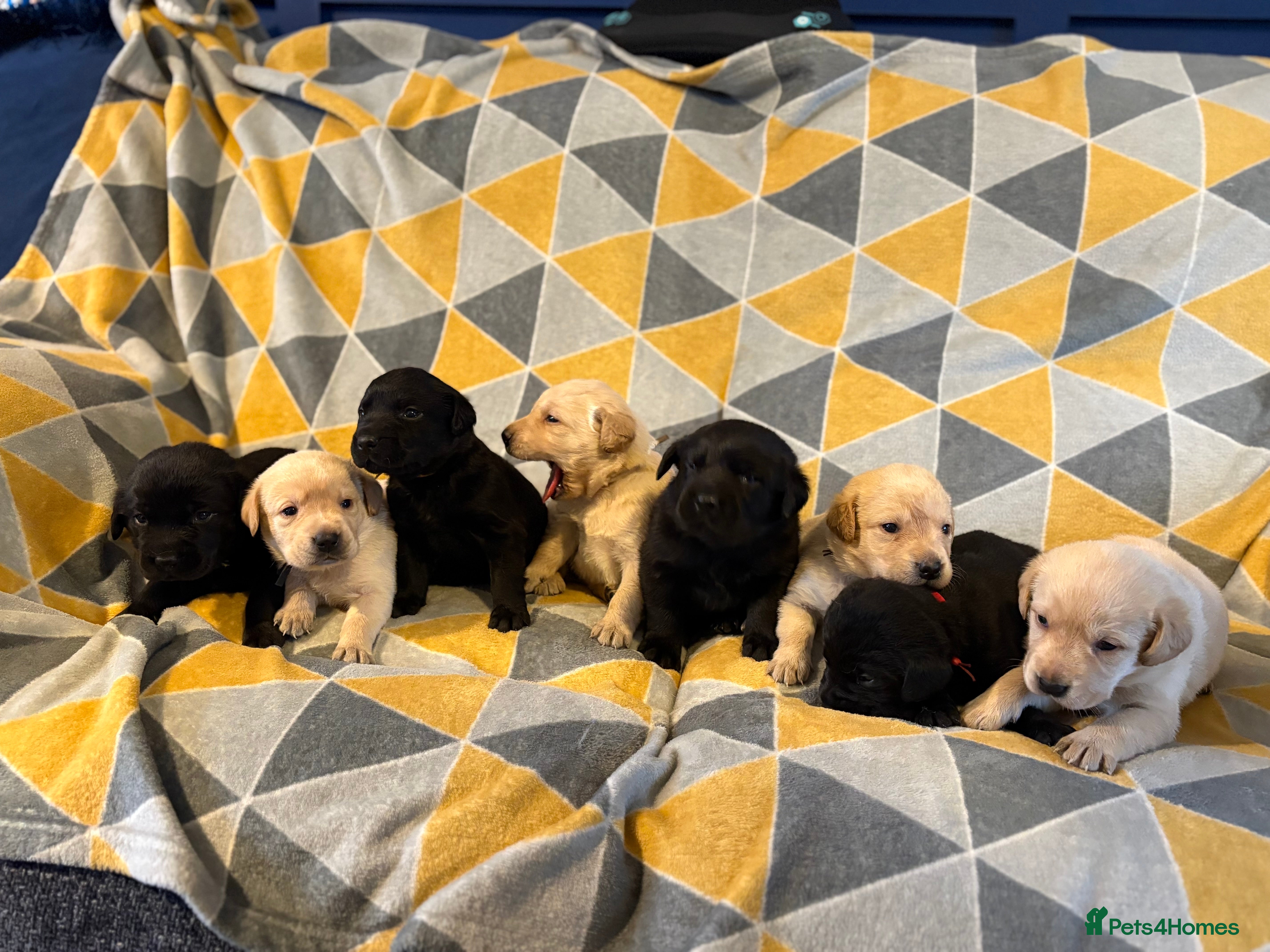 Labrador Retriever dogs Labrador puppies  - Advert 4