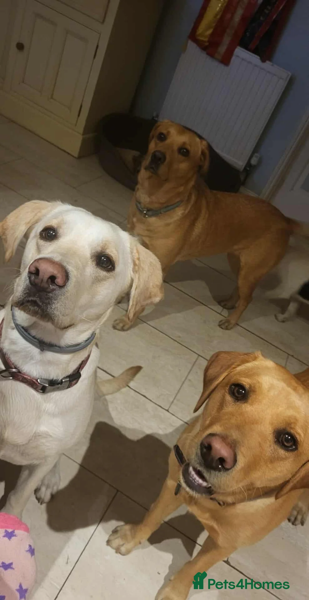 Labrador Retriever dogs for sale: Labrador puppies - Advert 15