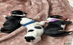 Mixed Breed dogs for sale: Border doodle - Image 3