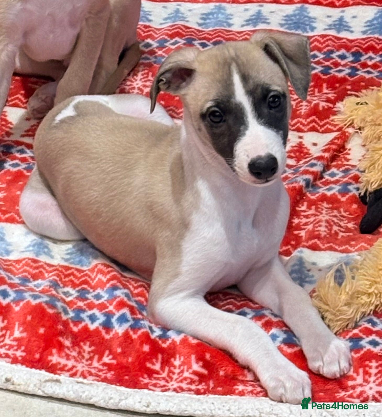 Whippet dogs Whippet puppies - Advert 1