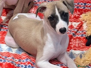 Whippet dogs Whippet puppies - Advert 1