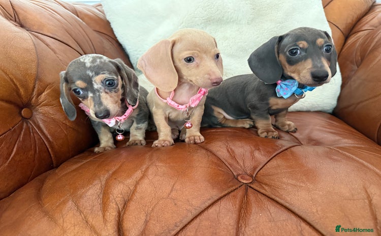 Miniature Dachshund dogs - Advert 10