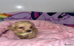 Cockapoo dogs for sale: Cockapoo puppies for sale - Image 9