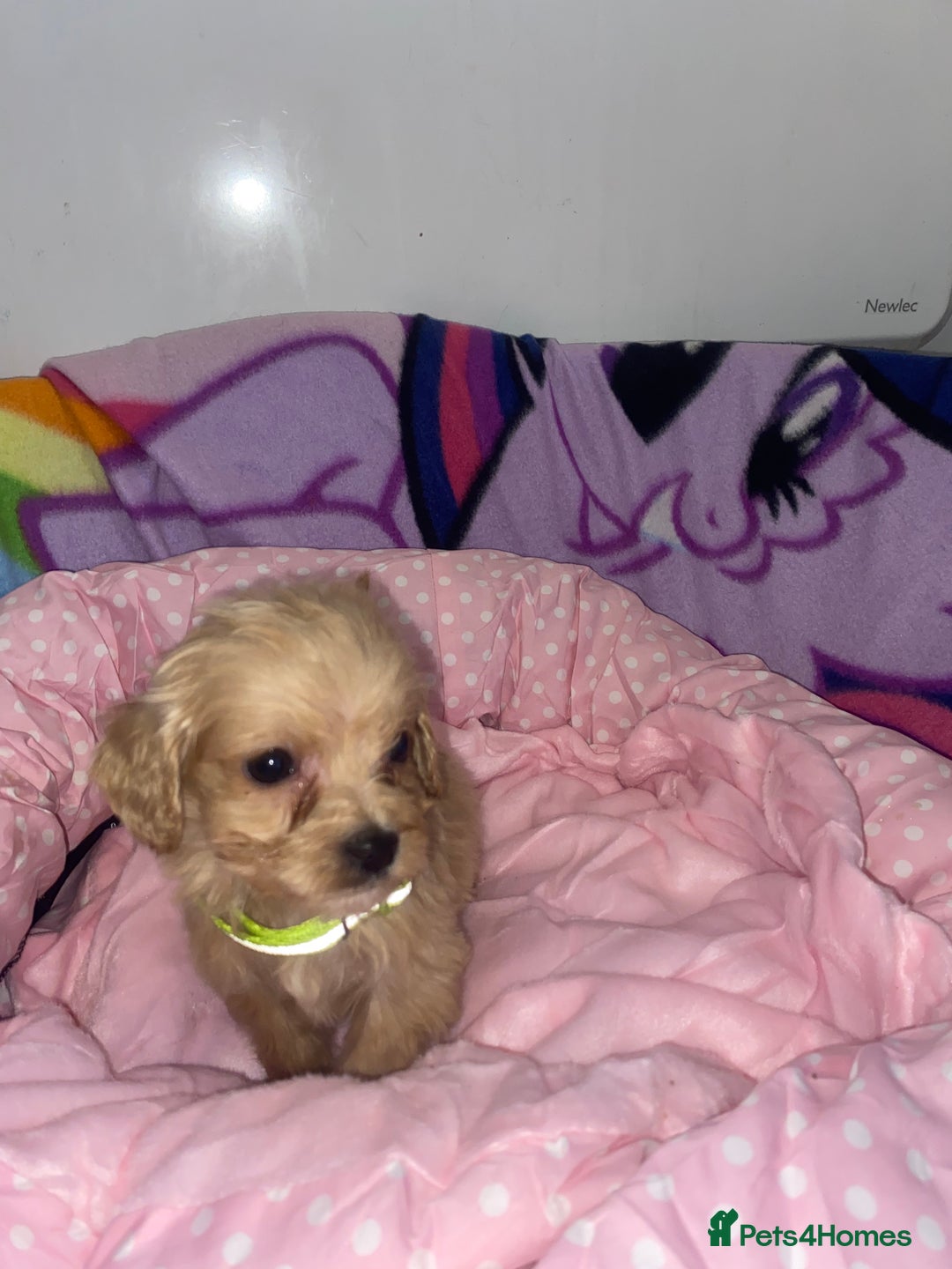 Cockapoo dogs for sale: Cockapoo puppies for sale - Image 9