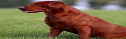 Labrador Retriever dogs for sale: KC Registered Mahogany Red Labrador Puppies - Advert 4