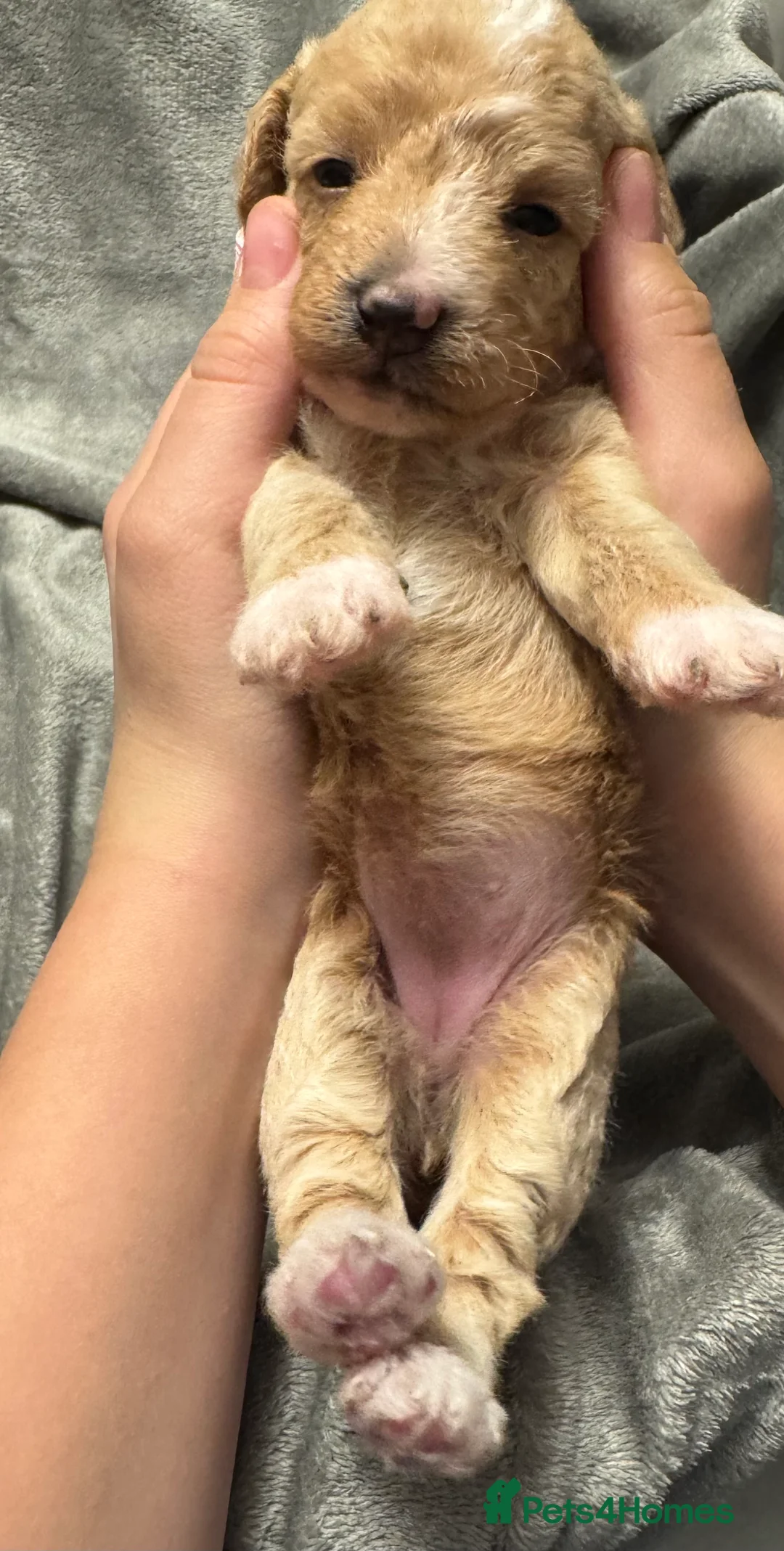 Mixed Breed dogs for sale: Poochon: 87.5% (and 12.5% jack russell) - Advert 12