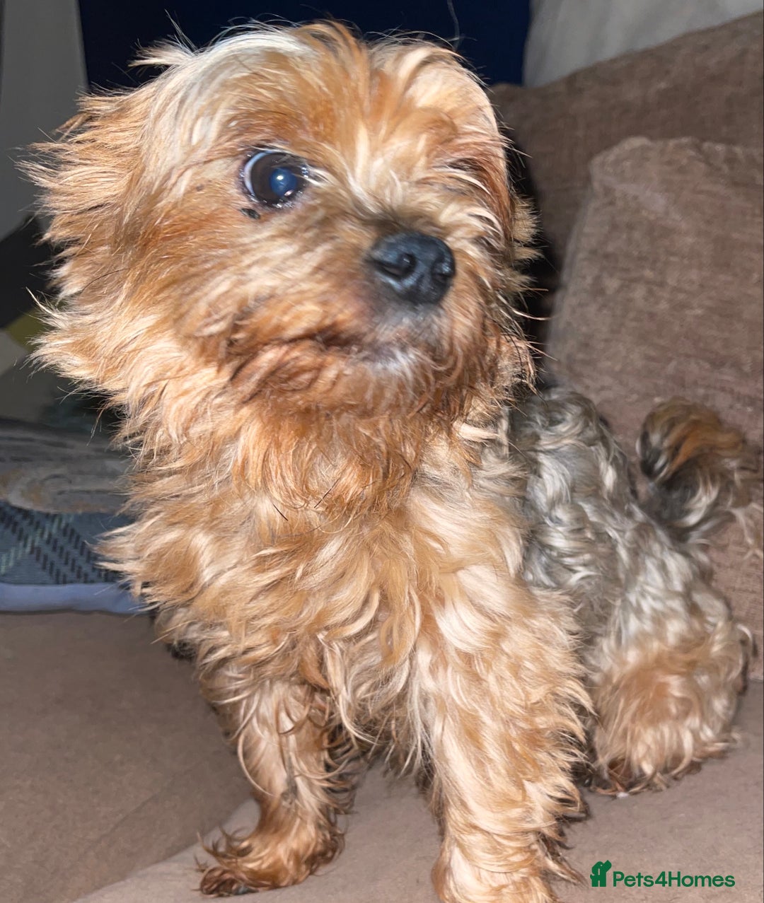 Mixed Breed dogs for sale: Yorkshire terrier x puppies  - Advert 11