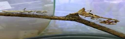 Praying Mantis invertebrates for sale: Various Mantises see list - Advert 3