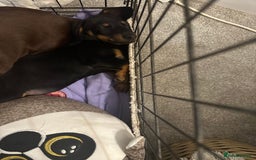Dachshund dogs for sale: 1 handsome Dachshund Boy left - Advert 5