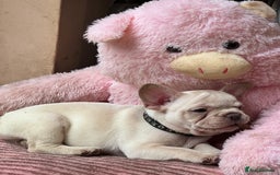 French Bulldog dogs for sale: Beautiful French Bulldog Puppies - Image 13