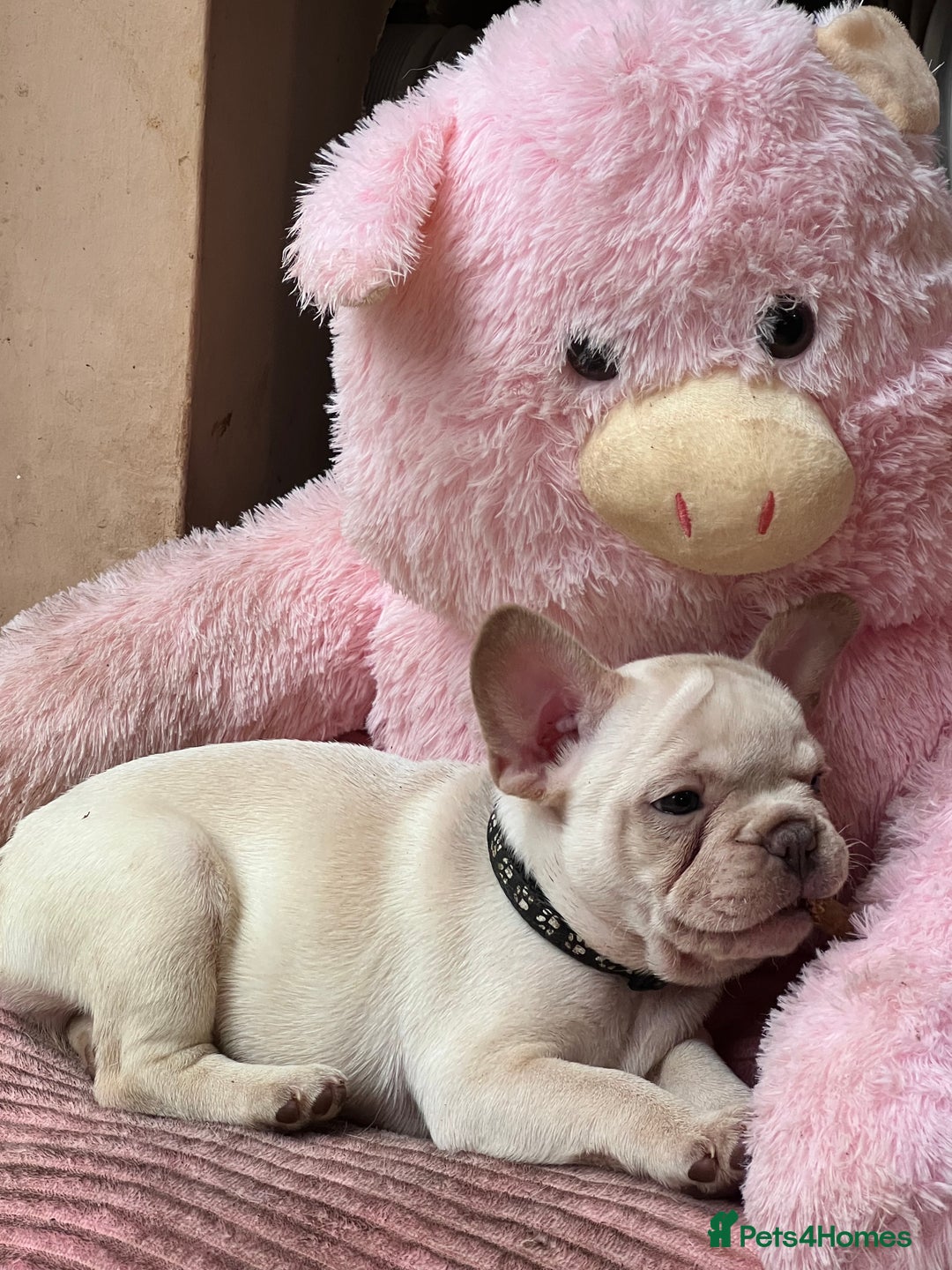 French Bulldog dogs for sale: Beautiful French Bulldog Puppies - Image 13