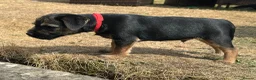 Border Terrier dogs for sale: Beautiful Border Terrier Pups - Advert 6