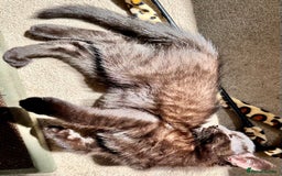 Mixed Breed cats for sale: Lovely bengal mix kittens: tabby, ginger, black - Image 19