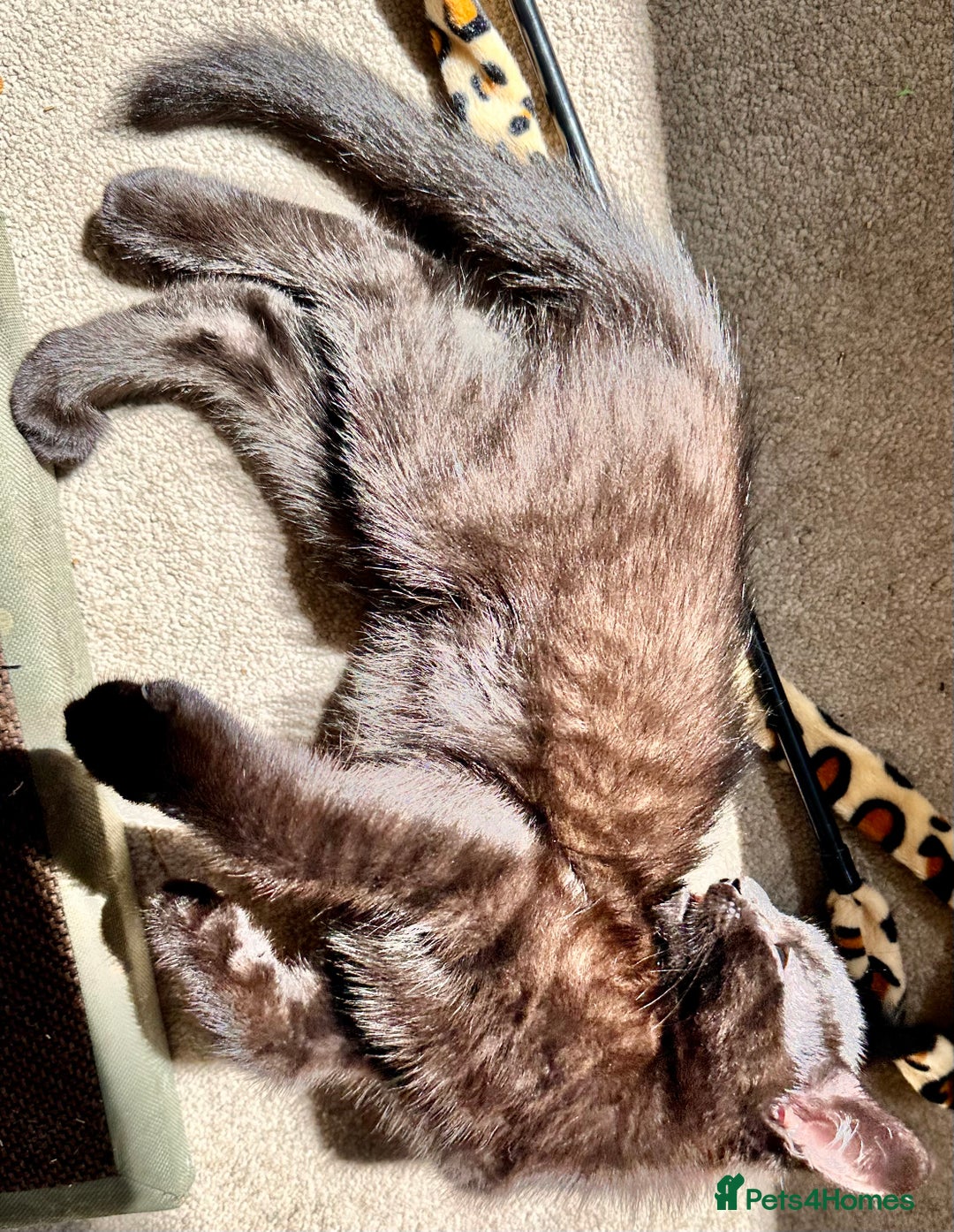 Mixed Breed cats for sale: Lovely bengal mix kittens: tabby, ginger, black - Image 19