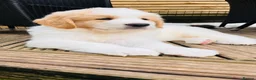 Mixed Breed dogs for sale: Golden Doodle X Pyrenees Puppies Ready next week.  - Advert 31