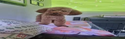 Miniature Poodle dogs for stud: Marley KC Red miniature Poodle for stud only - Advert 9