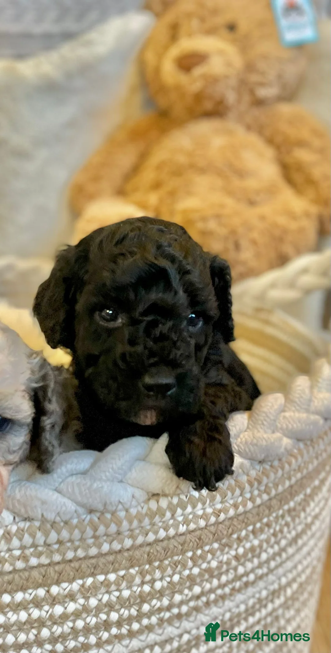 Cavapoo dogs for sale: Beautiful cavapoo puppies ready now - Advert 20