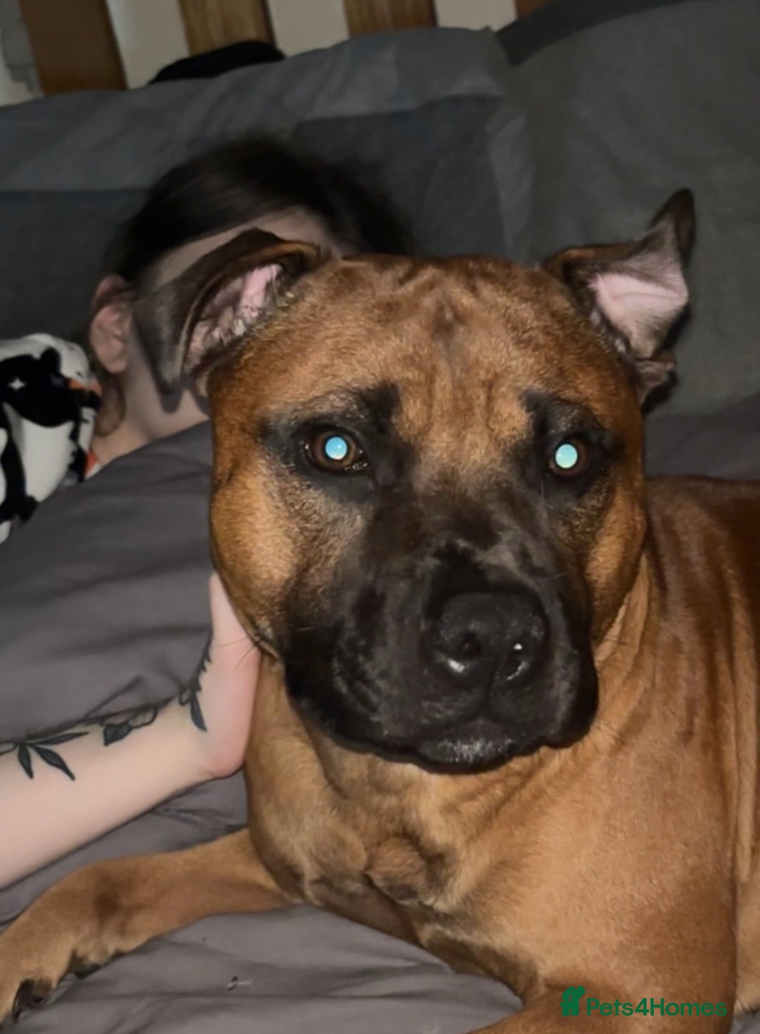 Staffordshire Bull Terrier dogs for stud: Rolo for studding  - Image 4