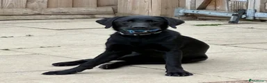 Labrador retriever 