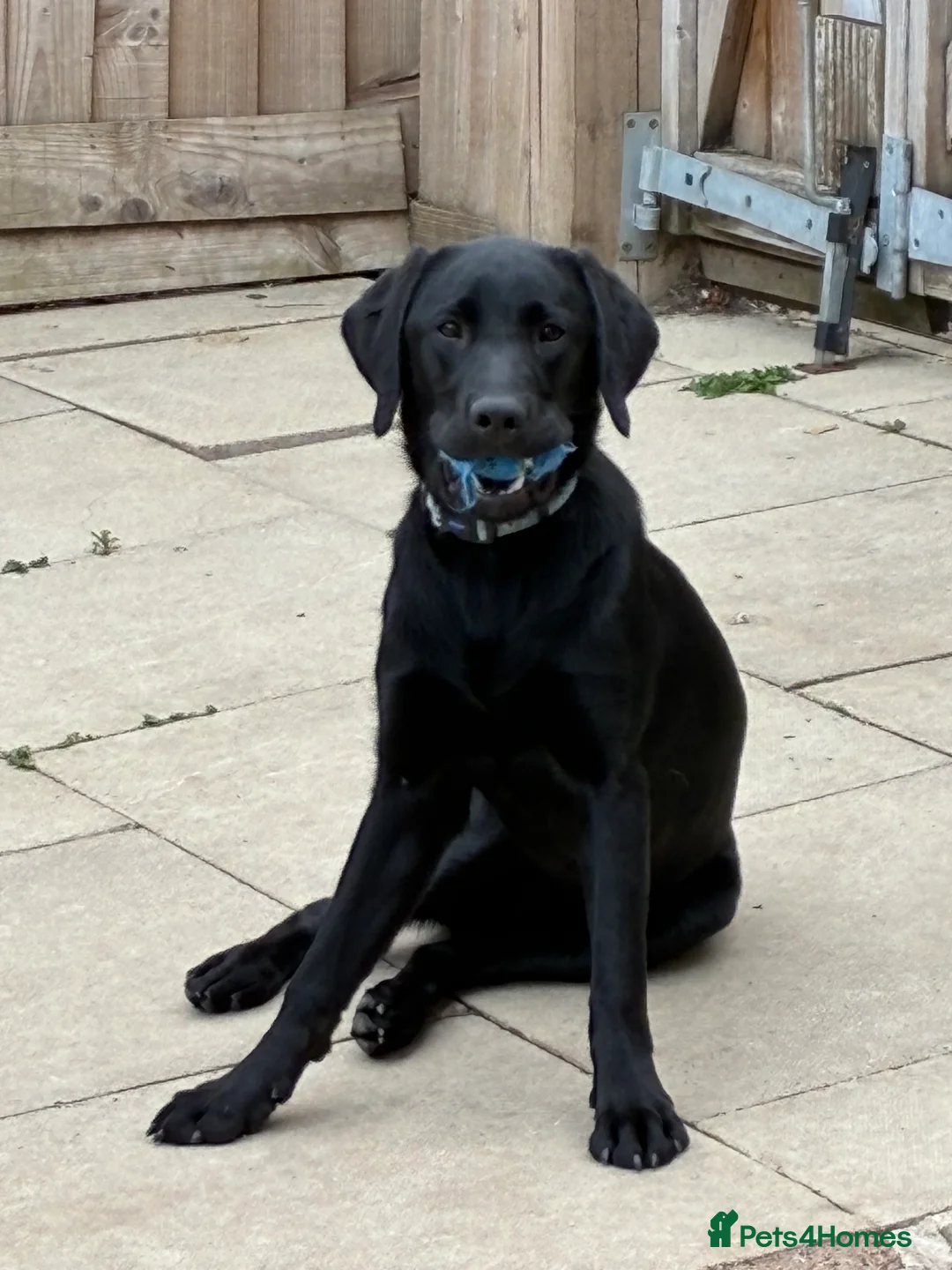 Labrador Retriever dogs for sale: Black labrador  - Advert 7