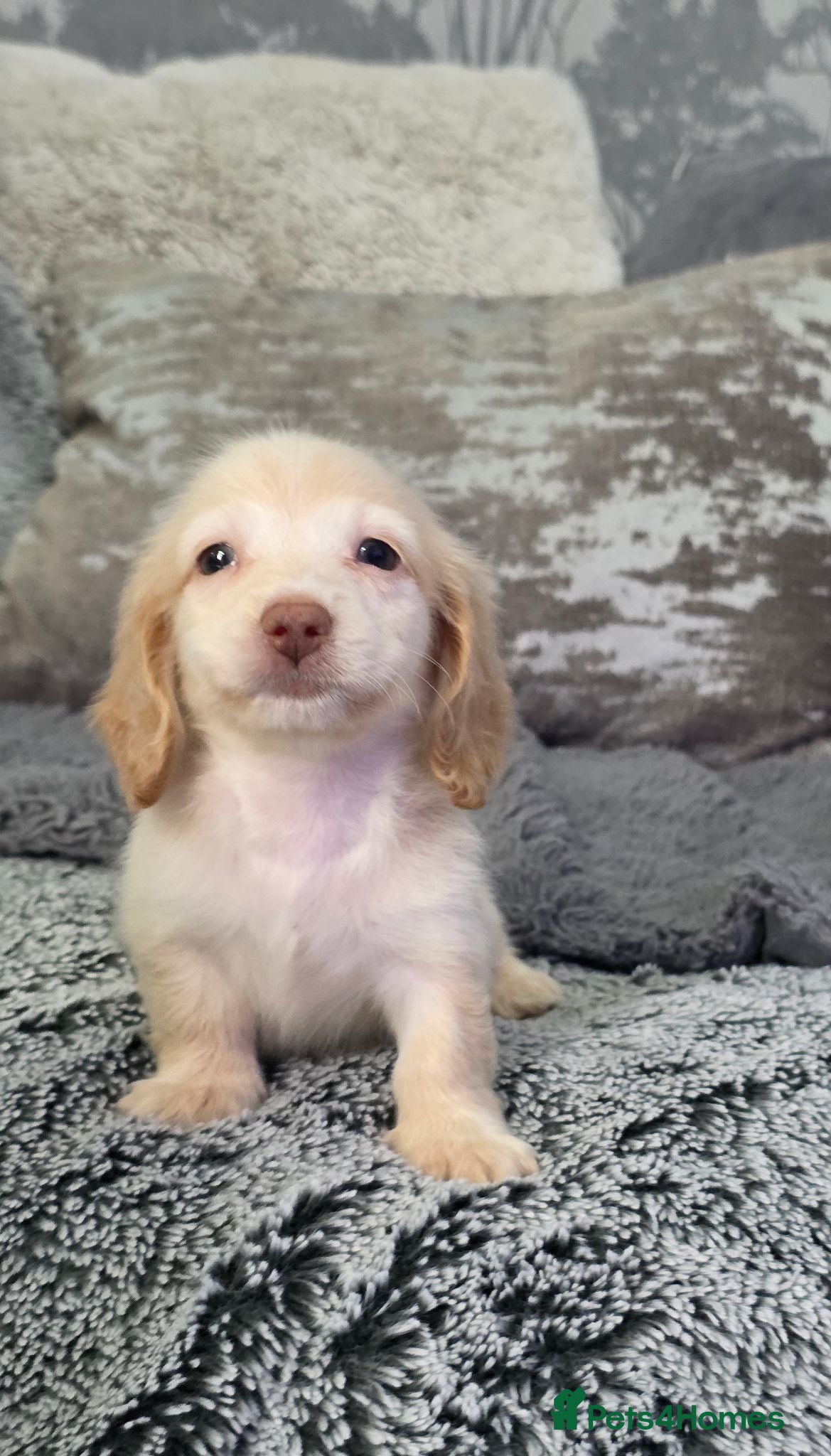 Miniature Dachshund dogs Cream male miniature Dachshund males - Advert 7
