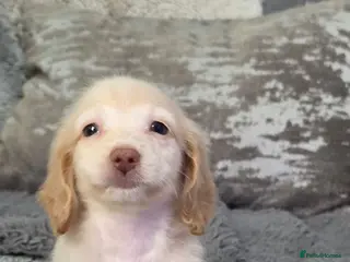 Miniature Dachshund dogs Cream male miniature Dachshund males - Advert 2