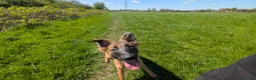 Mixed Breed dogs for sale: Gorgeous Roo for Rehoming in Darwen - Advert 3