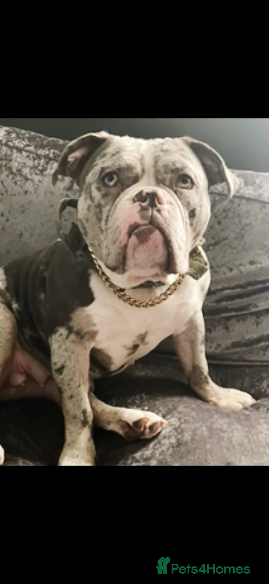 Mixed Breed dogs for sale: Pocket bully x puppies  in Derby - Advert 1