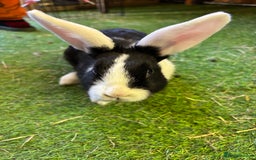 Dutch rabbits for sale: 2 female rabbit sisters  - Image 2