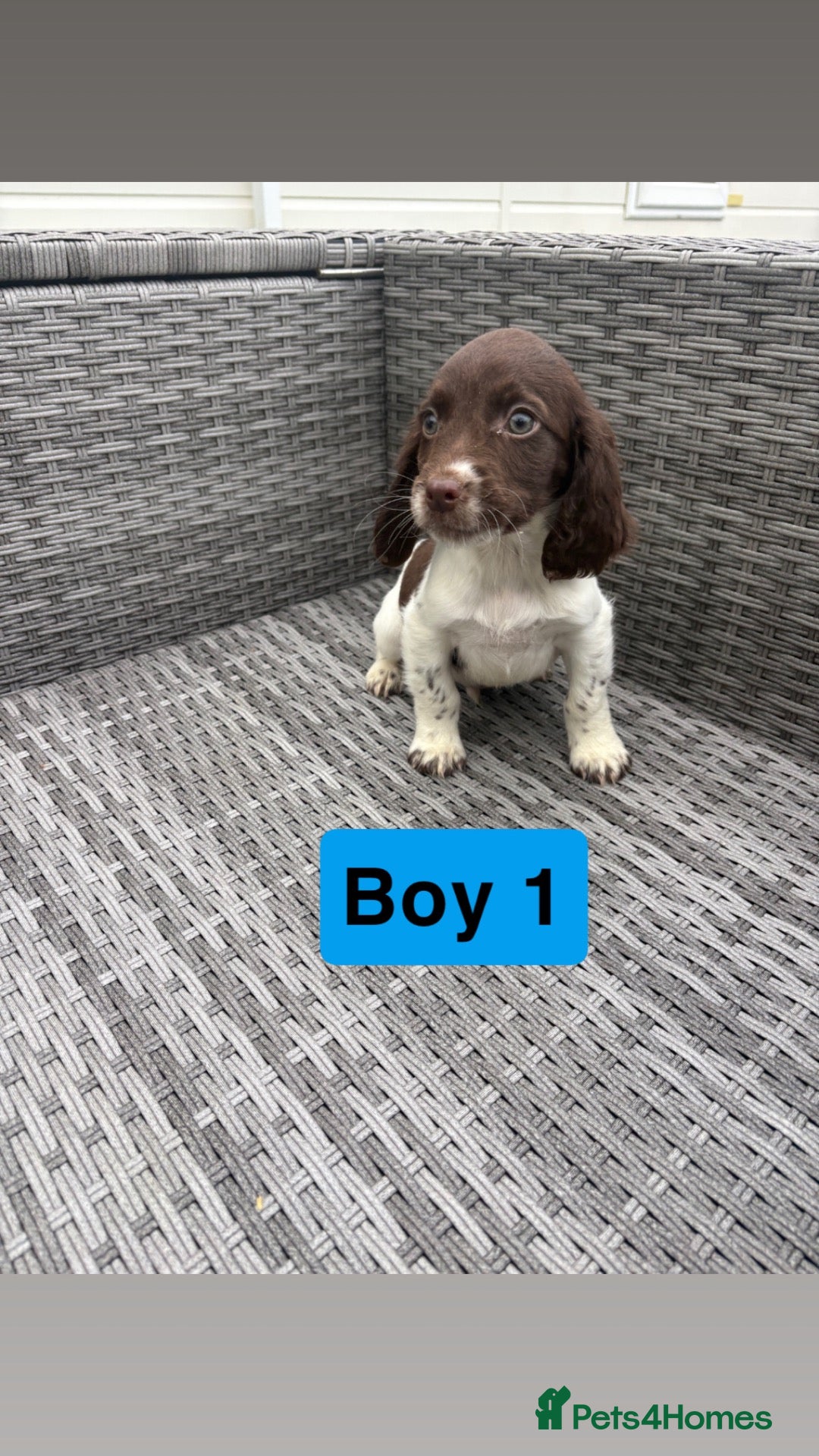 Sprocker dogs for sale: Sprocker spaniel puppies  - Advert 8