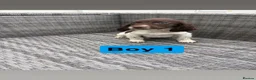 Sprocker dogs for sale: Sprocker spaniel puppies  - Advert 1