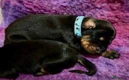 Dobermann dogs for sale: European Doberman puppies - Image 9