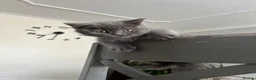 British Shorthair cats for sale: British Shorthair  - Advert 2