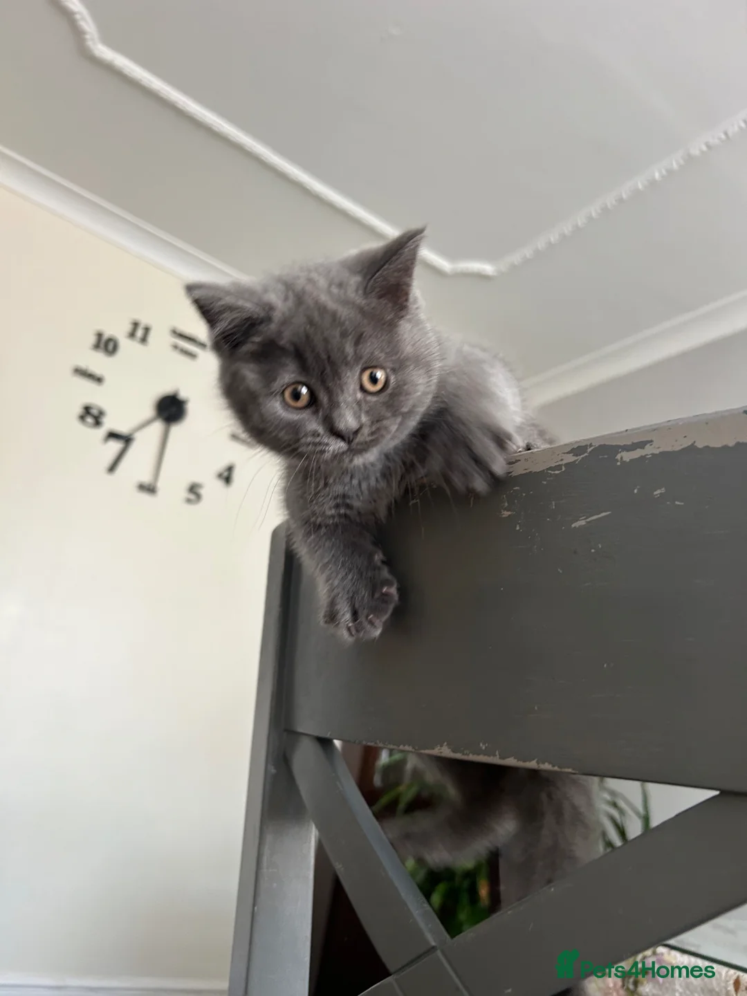 British Shorthair cats for sale: British Shorthair  - Advert 2