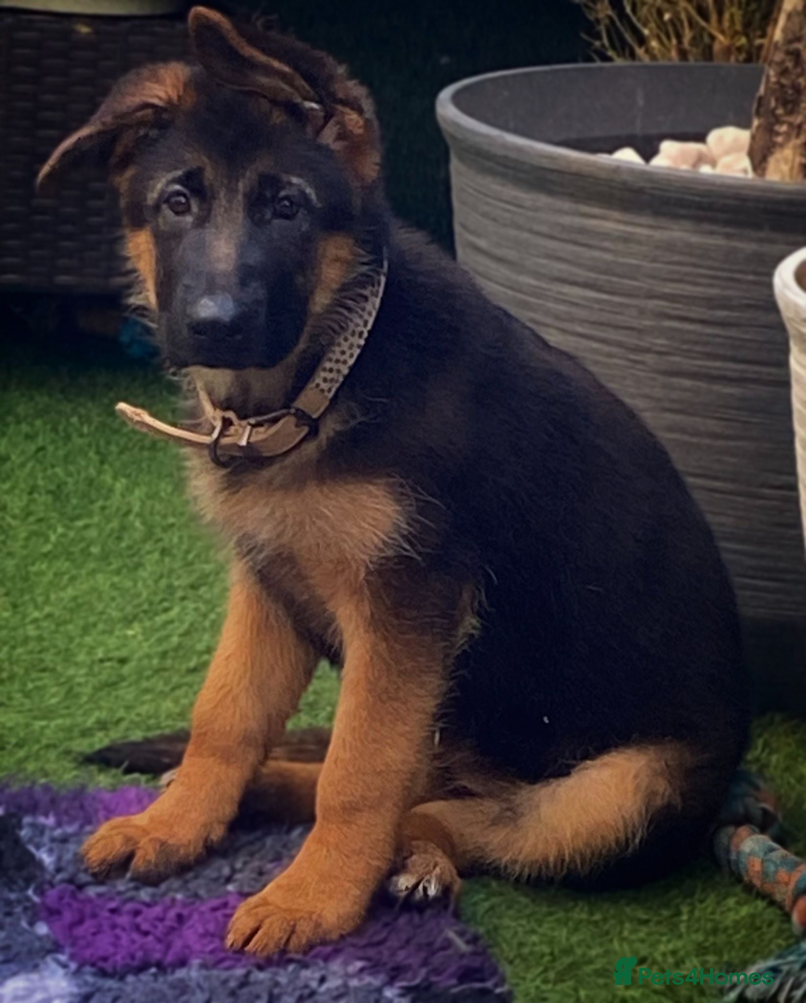 German Shepherd dogs Beautiful  Gsd Puppies  - Advert 9