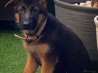 German Shepherd dogs Beautiful Gsd Puppies - Advert 9