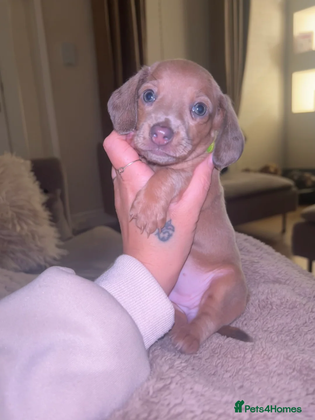 Miniature Dachshund dogs for sale: Tiny Kaninchen dachshunds  - Advert 2