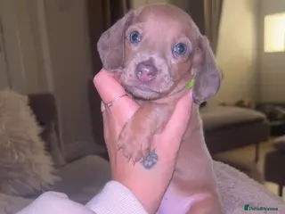 Miniature Dachshund dogs Tiny Kaninchen dachshunds - Advert 9